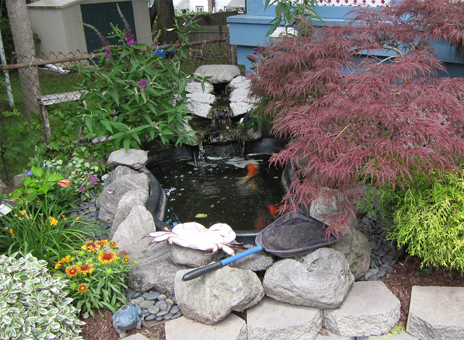 koi-pond