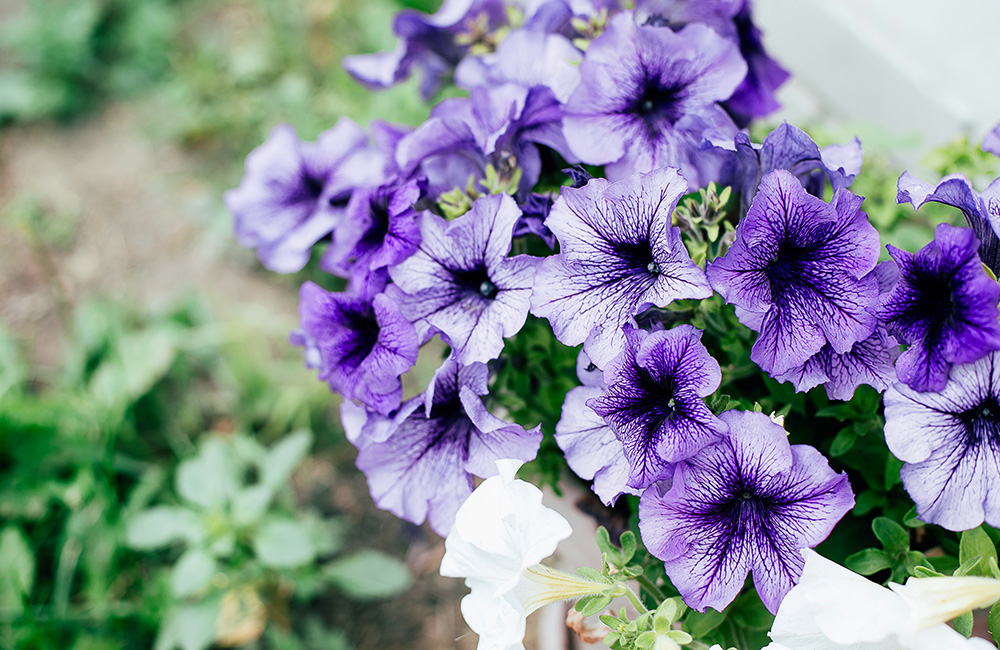 5 Colorful Flowers that Grow Well in Staten Island