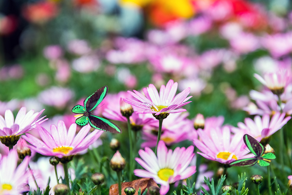 Benefits of Flower Gardening